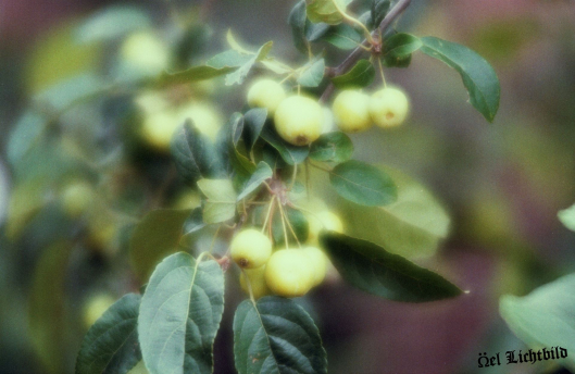 001_Garten_Kloster_Kamp_Soft_1