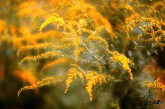 002_Garten_Kloster_Kamp_Soft_2
