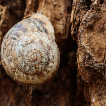 schnecke