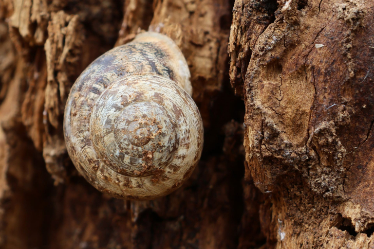 schnecke