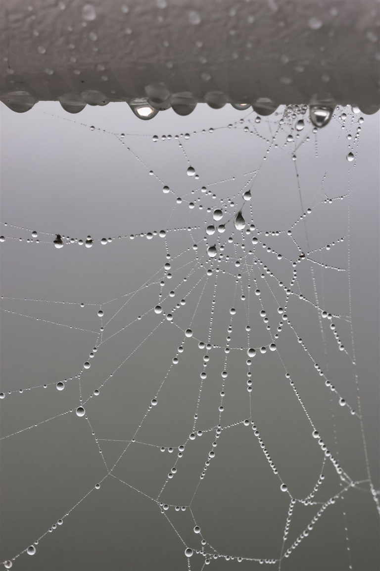 spinnennetz