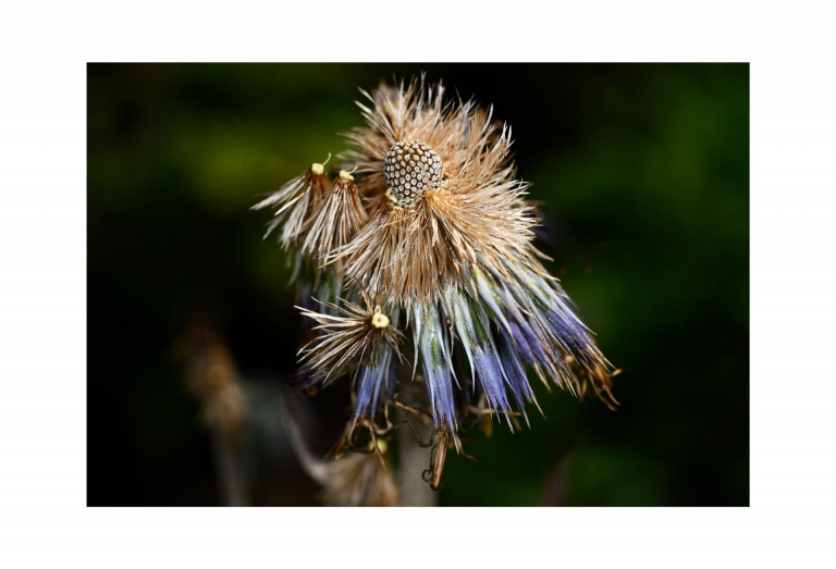 8-Distel