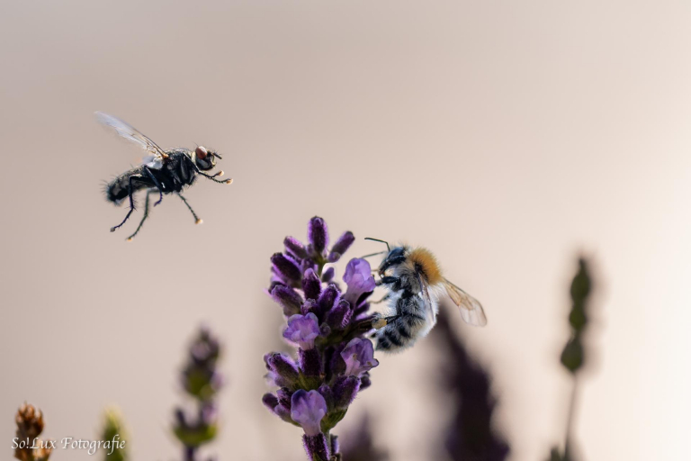 Insekten am Lavendel (Blumenkasten auf dem Balkon)