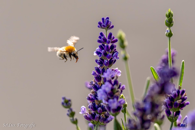 Insekten am Lavendel (Blumenkasten auf dem Balkon)