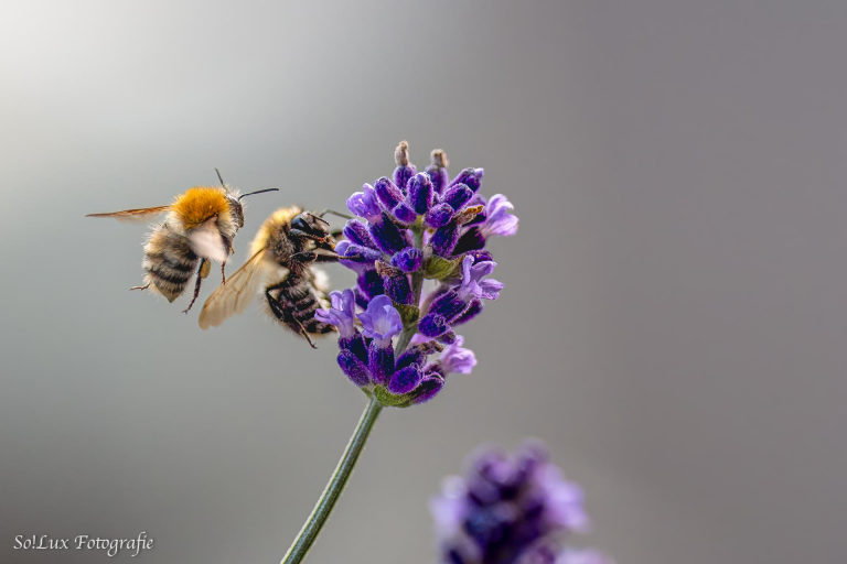 Insekten am Lavendel (Blumenkasten auf dem Balkon)