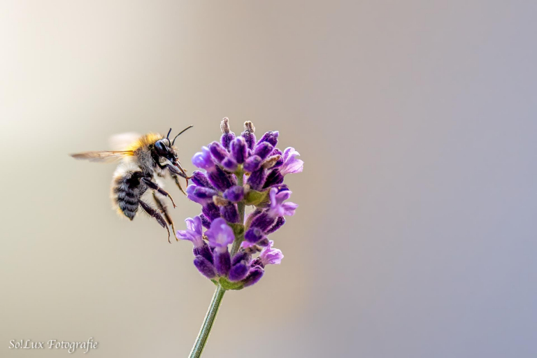 Insekten am Lavendel (Blumenkasten auf dem Balkon)