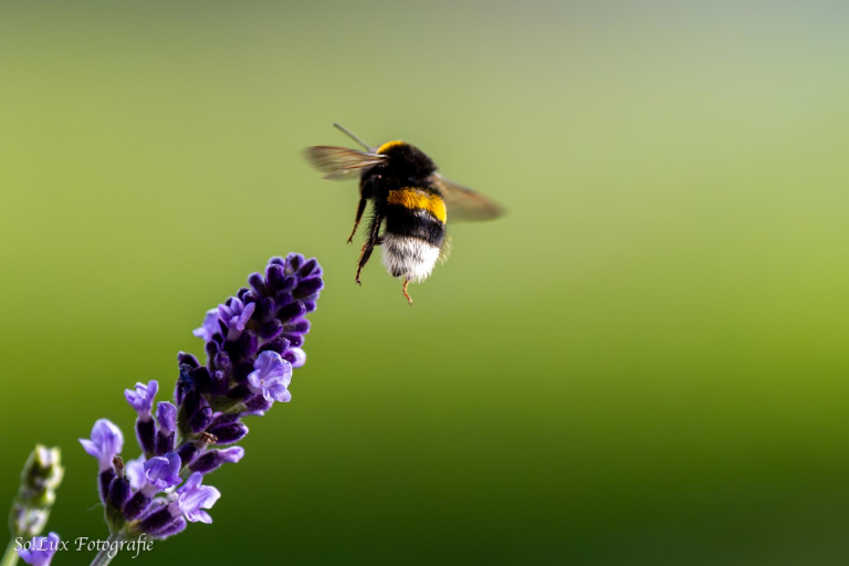 Insekten am Lavendel (Blumenkasten auf dem Balkon)