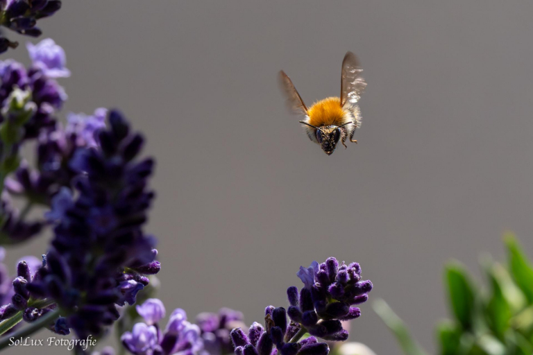 Insekten am Lavendel (Blumenkasten auf dem Balkon)
