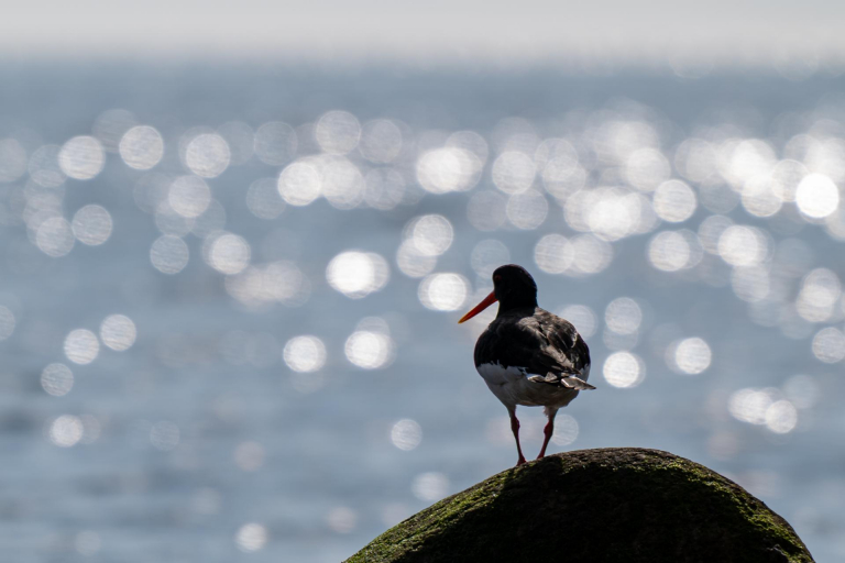 Ein paar Tage an der Ostsee. - Austernfischer