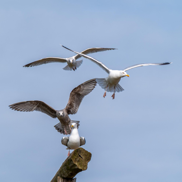 Ein paar Tage an der Ostsee. - Möwen