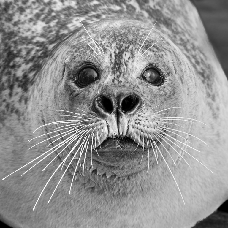Ein paar Tage an der Ostsee. - Zoo Grömitz