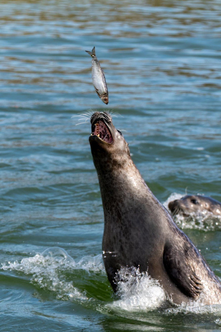 Ein paar Tage an der Ostsee. - Zoo Grömitz