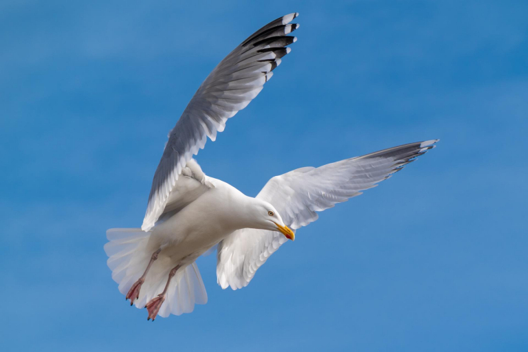 Ein paar Tage an der Ostsee. - Möwe