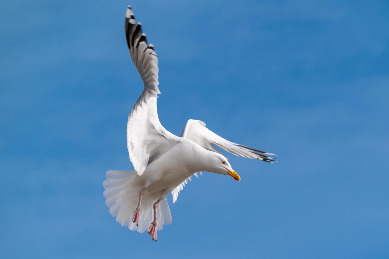 Ein paar Tage an der Ostsee. - Möwe