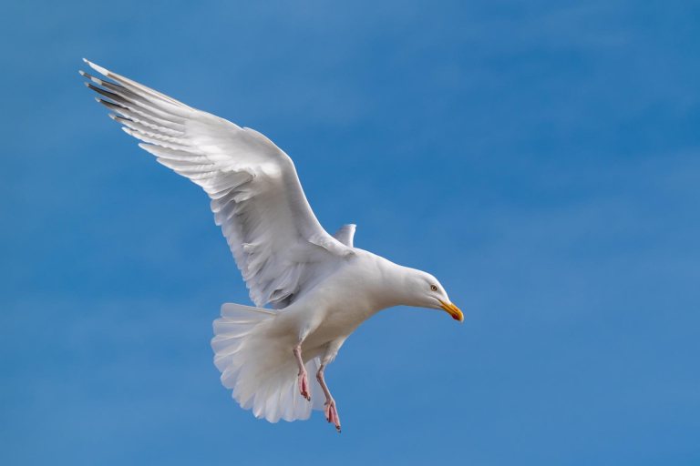 Ein paar Tage an der Ostsee. - Möwe
