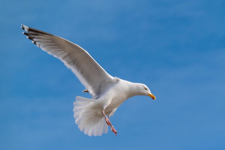Ein paar Tage an der Ostsee. - Möwe