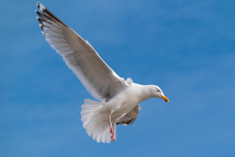 Ein paar Tage an der Ostsee. - Möwe