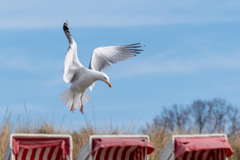 Ein paar Tage an der Ostsee. - Möwe