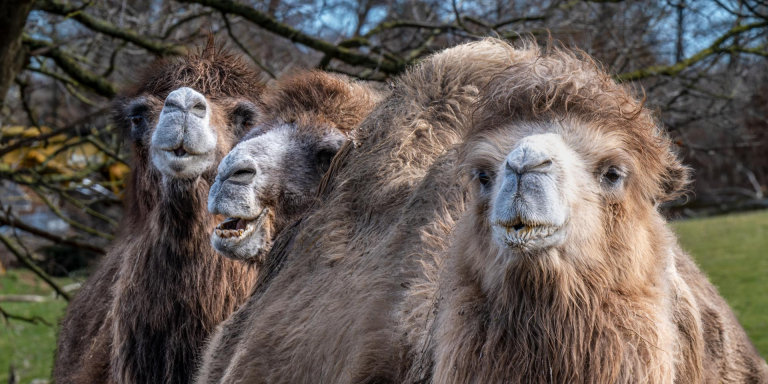 Ein paar Tage an der Ostsee. - Zoo Grömitz