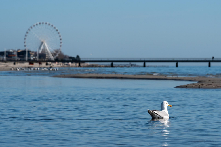 Ein paar Tage an der Ostsee. - Möwe