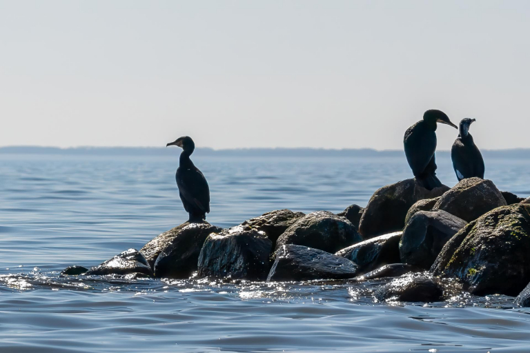 Ein paar Tage an der Ostsee. - Kormorane