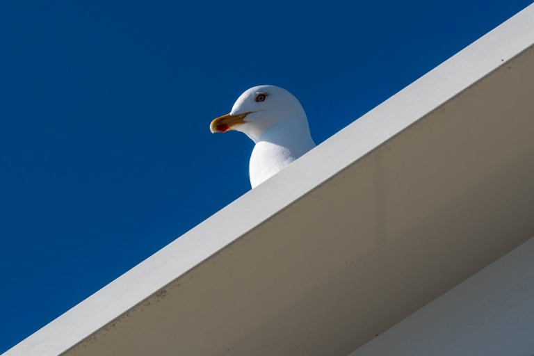 Ein paar Tage an der Ostsee. - Möwe