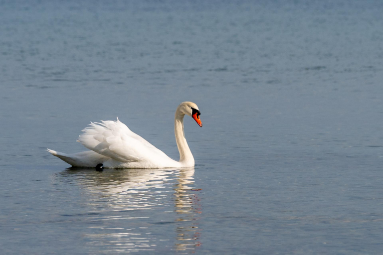 Ein paar Tage an der Ostsee. - Schwan