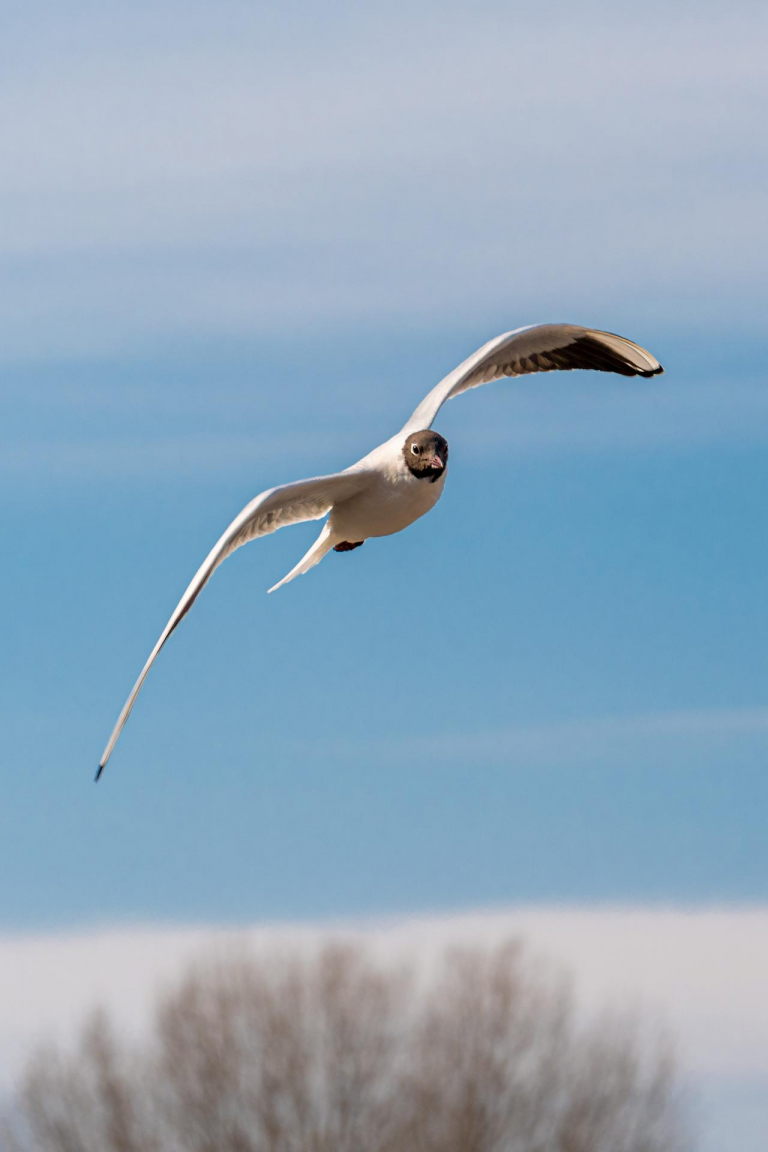 Ein paar Tage an der Ostsee. - Möwe