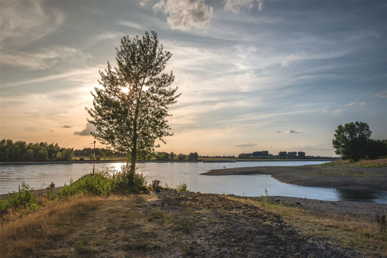 Niedrigwasser am Rhein bei Sonnenuntergang. Die Silhouette eines großen Baumes steht am linken Ufer im goldenen Gegenlicht der Sonne, die auf dem Wasser glitzert. Eine kiesige Landzunge erstreckt sich