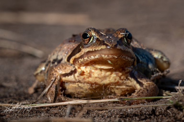 DiFoWald-Frosch-001