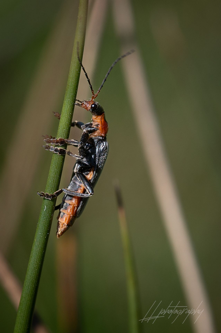 Weichkäfer-003