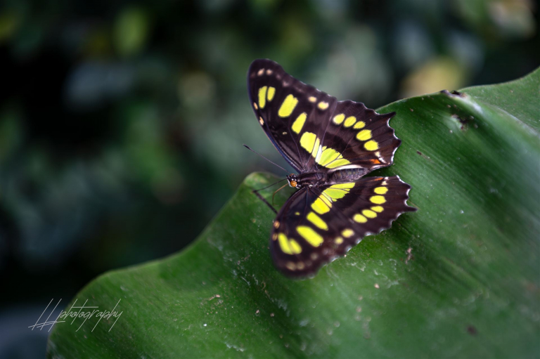 Schmetterling-003