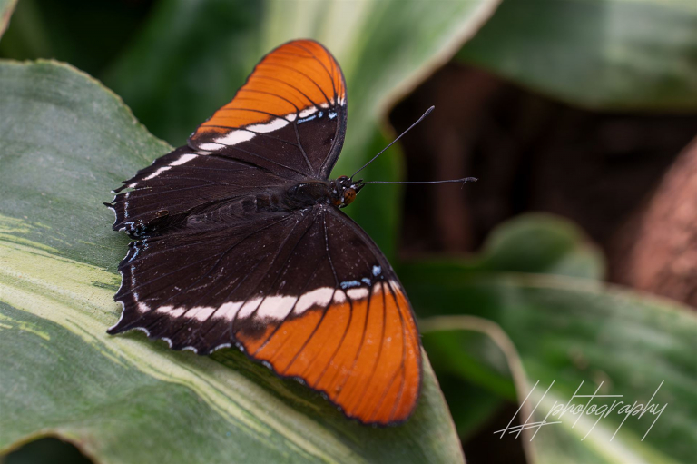 Schmetterling-004