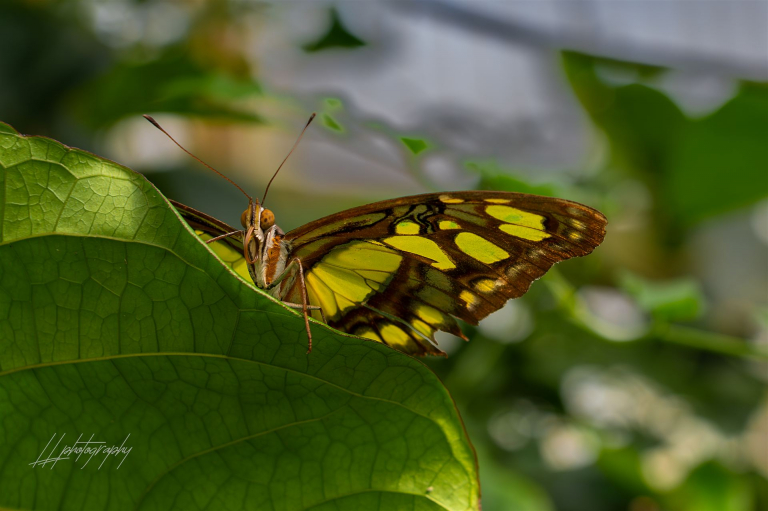 Schmetterling-005