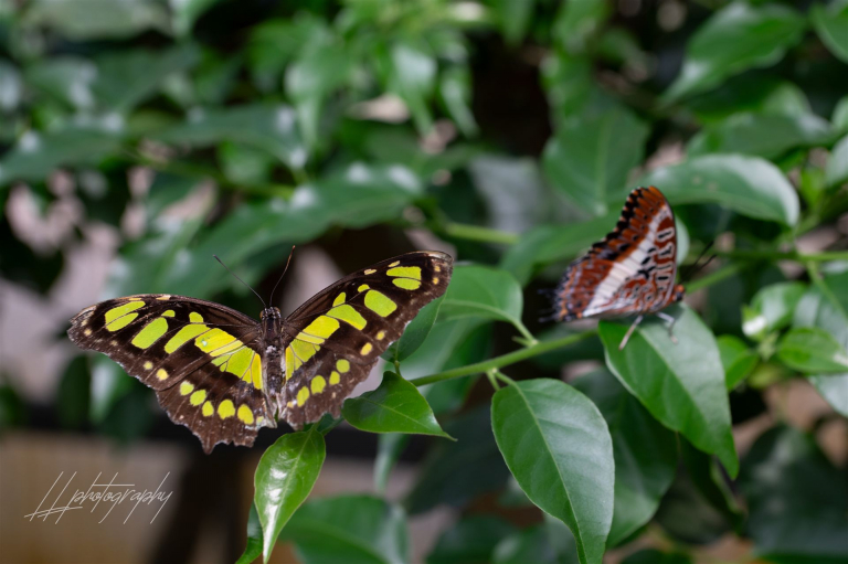 Schmetterling-006