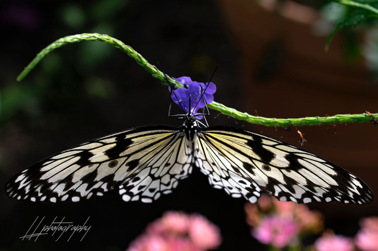 Schmetterling-007