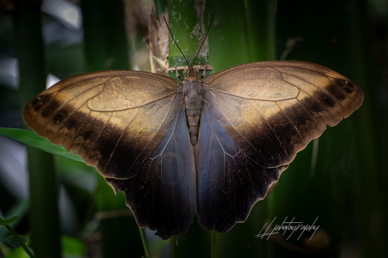 Schmetterling-009