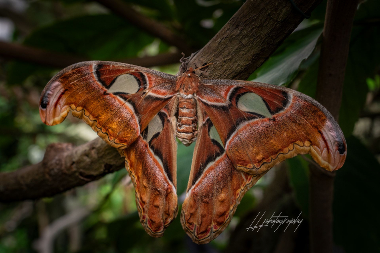 Schmetterling-010