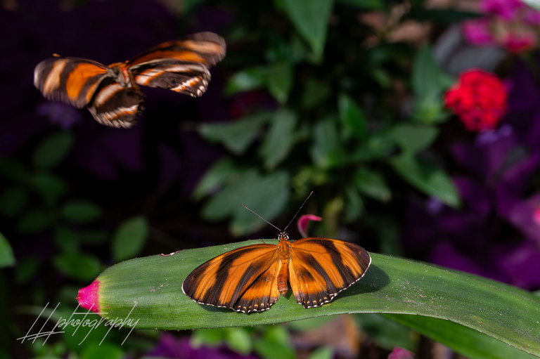 Schmetterling-011