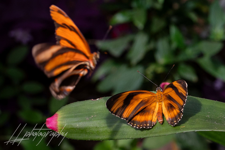 Schmetterling-012