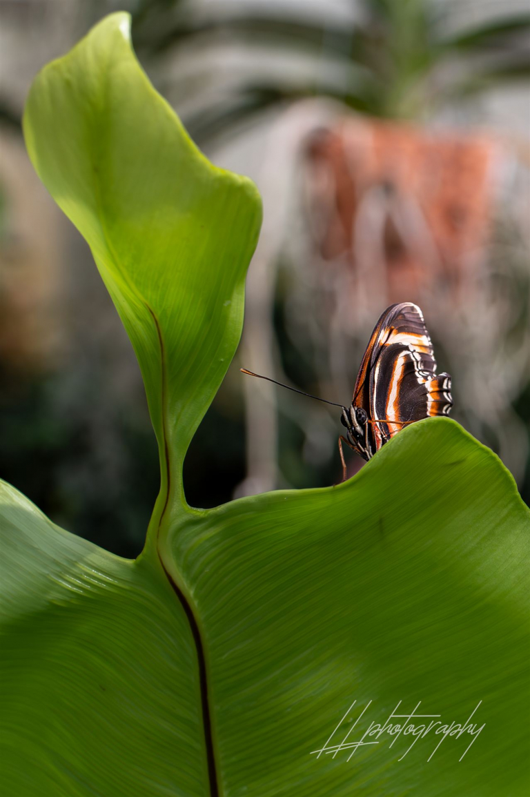 Schmetterling-013
